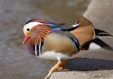 Pato de mandarín foto de archivo Imagen de plumaje plumas 651288