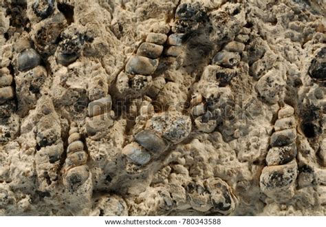 700 Gastropods Fossils Images, Stock Photos & Vectors | Shutterstock