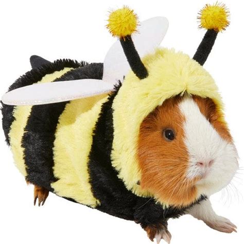 11 Best Guinea Pig Costumes - Halloween Costumes for Guinea Pigs