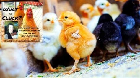 7 Ways To Sex Baby Chicks