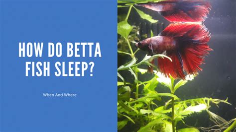 How Do Betta Fish Sleep When And Where Aquariumstoredepot