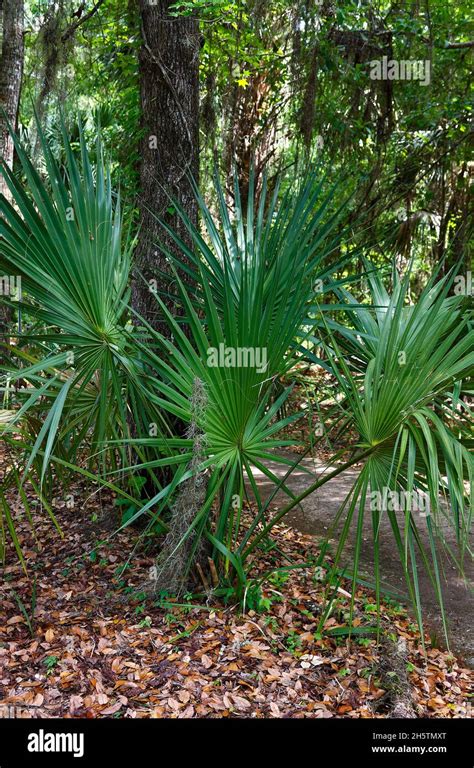 Saw Palmetto Plants Serenoa Repens Small Palm Fan Shape Fine Sharp