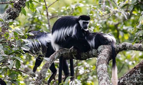 Black And White Colobus Monkey Trekking Nyungwe Forest N P