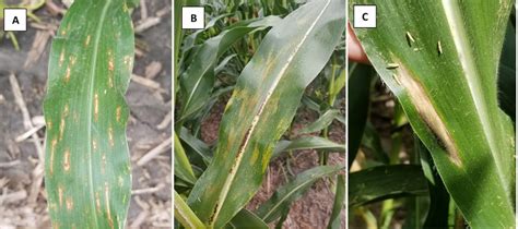 Foliar Disease Update In Indiana Corn And Soybean