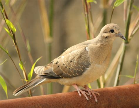 Mourning Dove