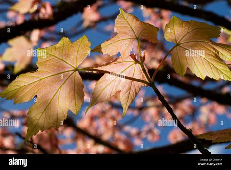 Sycamore maple acer pseudoplatanus fotografías e imágenes de alta