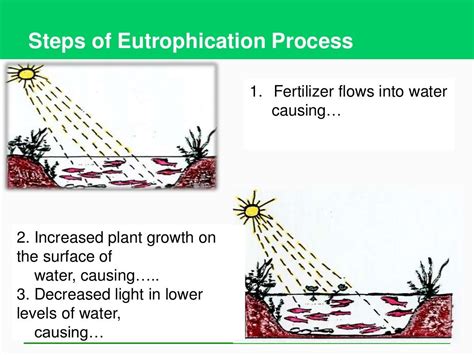 Eutrophication & the Process of Eutrophication