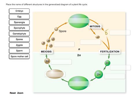 Solved: Place The Name Of Different Structures In The Gene... | Chegg.com