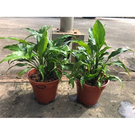 Buy Spathiphyllum Wallisii Peace Lily Guan Lee Heng Landscaping Pte Ltd