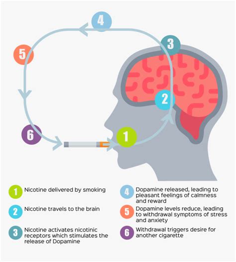 Nicotine Withdrawal Symptoms Graphic, HD Png Download - kindpng