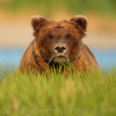 Coastal Brown Grizzly Bear Portrait in sweet light — Nature Photography ...