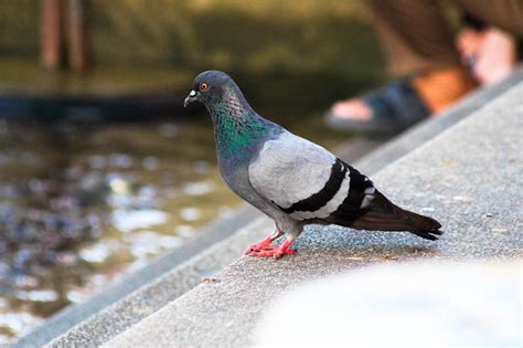 Burung Merpati Taman Foto Gratis Di Pixabay Pixabay