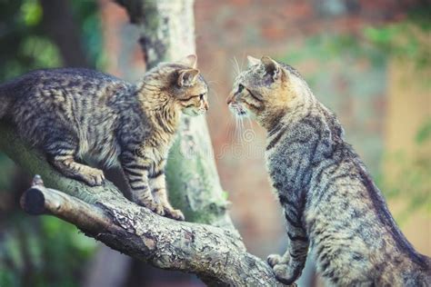 Two Cats Sit On A Tree Branch Stock Image Image Of Longhair Apple