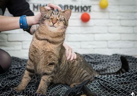 Russian shelter made a Christmas photoshoot for homeless cats - Russia Beyond