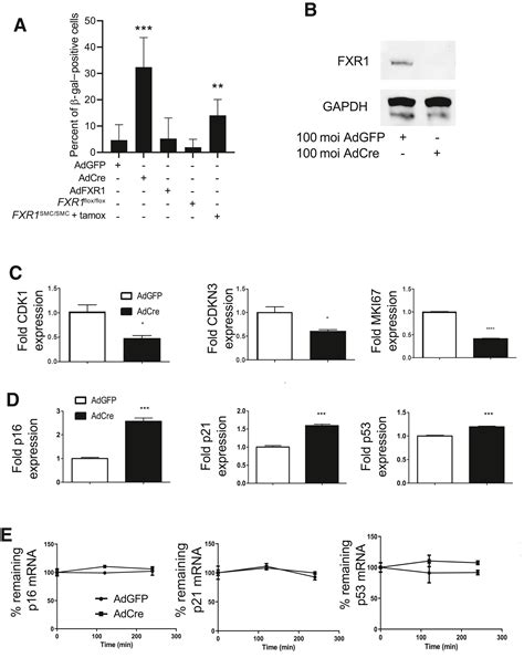 Genetic Deletion Of Fxr1 Reduces Intimal Hyperplasia And Induces