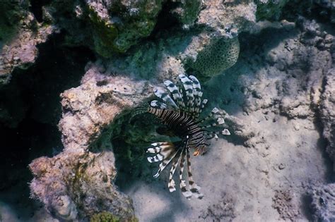 Premium Photo | Lionfish venomous coral reef fish invasive species ...