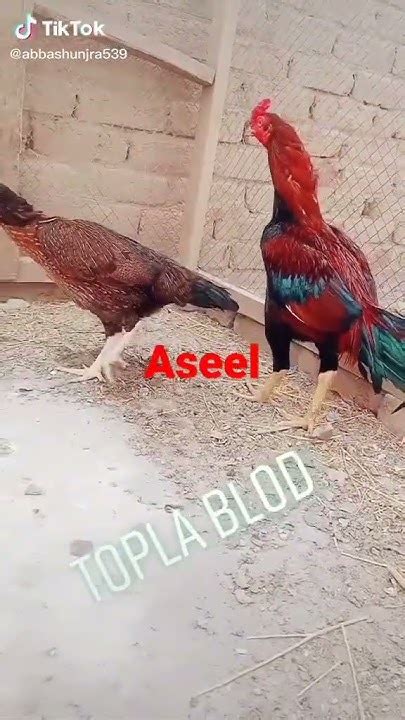 Topla Blood Aseel Kukar Youtube