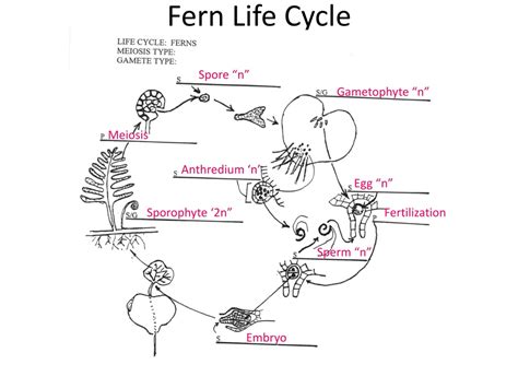 Ppt Allomyces Life Cycle Powerpoint Presentation Free Download Id