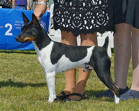 Akc And Ukc Rat Terrier Breed Standards Showsight