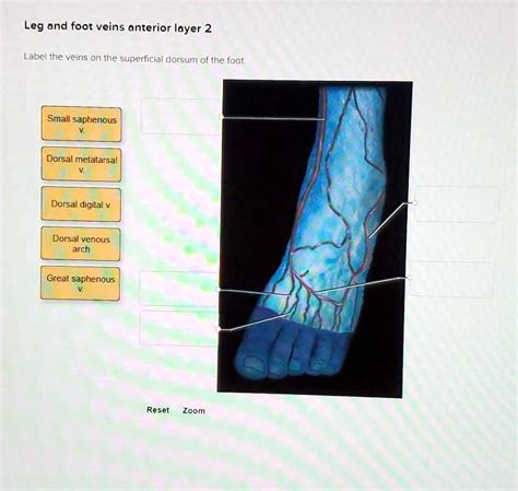 Leg and foot veins - Anterior Layer 2 Label the veins on the ...