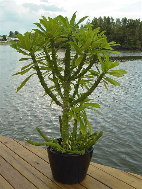 Euphorbia Neriifolia Cactus Euphorbiaceae Urban Tropicals