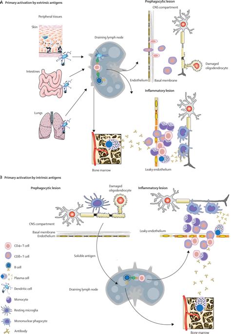 Role Of The Innate And Adaptive Immune Responses In The Course Of Multiple Sclerosis The