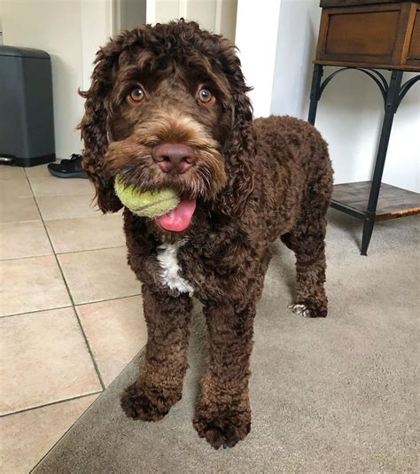 Springerdoodle Springer Spaniel And Poodle The Dogman