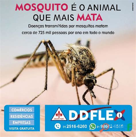 Dedetizadora Dengue Servi Os Maio Clasf