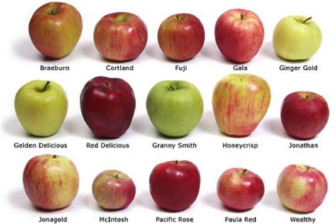 Apple Fruit Has Nutritious Benefits And Healthy Diet Food Hacks Food