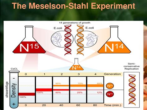 Ppt Dna Replication Powerpoint Presentation Free Download Id 1250636