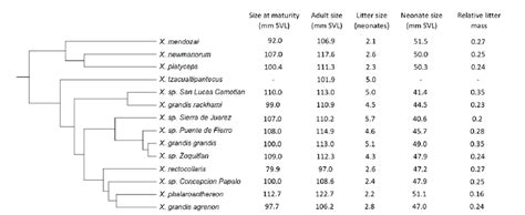 Phylogenetic Hypothesis For 14 Distinct Taxa Of The Lizard Genus