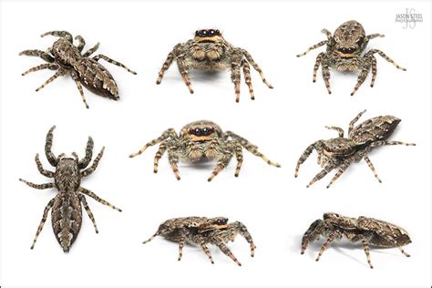 Jumping Spiders Of The Uk