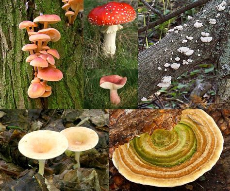 Clasificación De Los Seres Vivos Reino Fungi