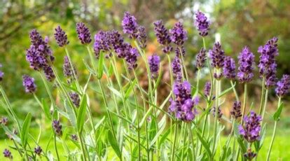 15 Dwarf Lavender Varieties You Can Grow in Compact Spaces