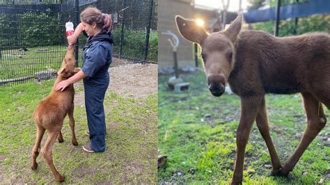 Orphaned baby Alaska moose to find a home in Cheyenne Mountain Zoo | KRDO