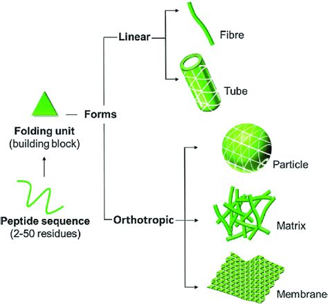 Schematic Representation Of Self Assembly Topologies Linear And