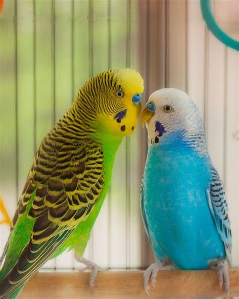 Seed is not a good budgie diet | Animal planet, Budgies, Animals