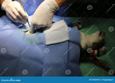 Surgical Intervention Castration Stock Photo Image Of Sickness