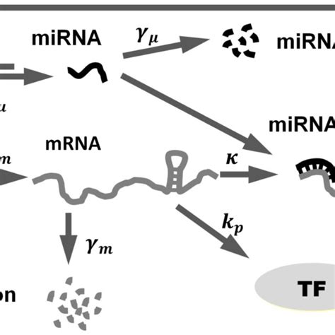 Schematic Illustration Of The Mirna Mediated Negative Feedback Loop