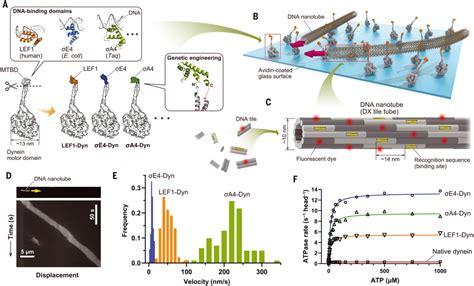 Science 蛋白马达通过在dna纳米管定向移动实现可编程的分子运输 韩达