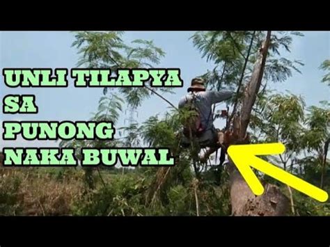 Mike Tiksay Fish Hunting V Unli Tilapya Sa Punong Naka Buwal Youtube