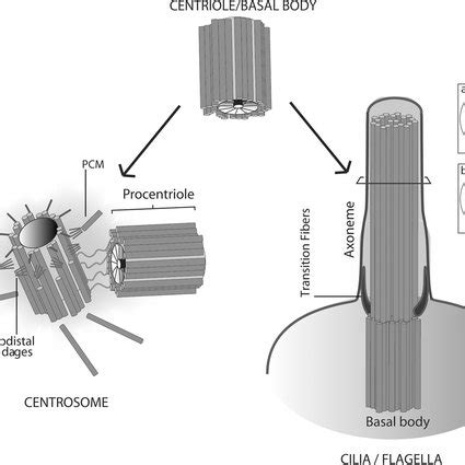 Centriole/basal body structure and function. The centriole/ basal body ...