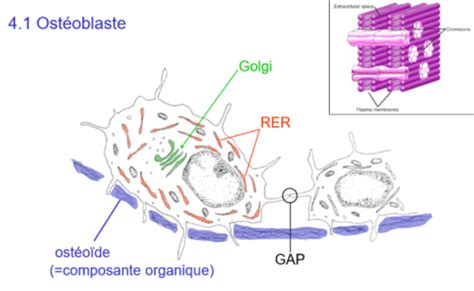 Histologie Cours Tissus Osseux Cartes Quizlet