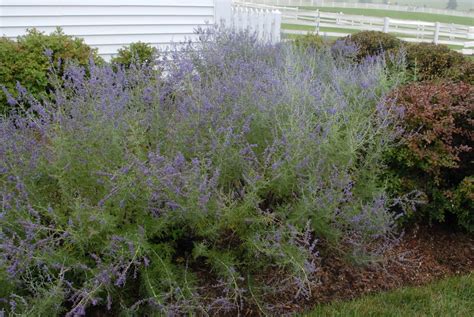 Salvia Yangii Russian Sage North Carolina Extension Gardener Plant