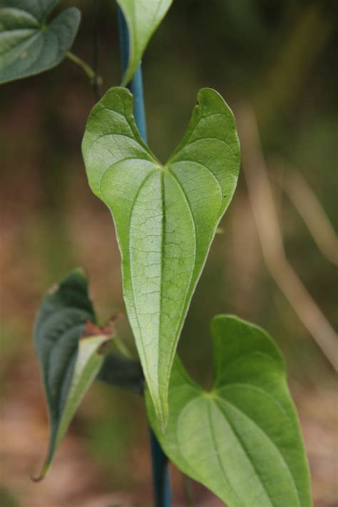 Dioscorea Japonica Var Japonica Pan Global Plants