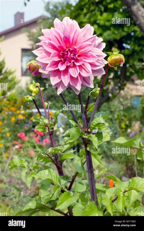 A Beautiful Pink Dahlia Flower Blossoms On A Sunny Garden Near A Stock