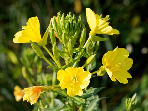 Common Evening Primrose Oenothera Biennis Western Carolina