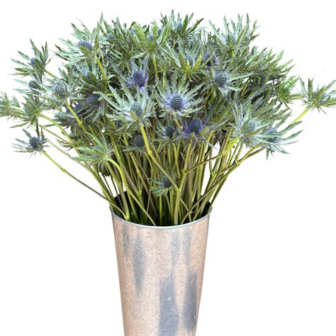 Summer Flowers - Much Flowers