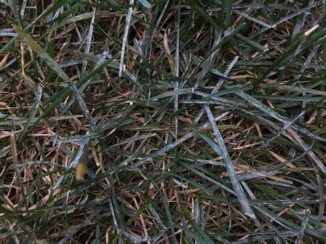 Silver White Spots On Grass Powdery Mildew [backyard Neophyte Landscaping Blog]