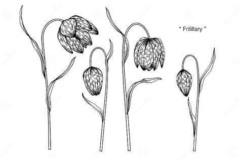 Fritillaria Meleagris Flower Drawing Illustration Black And White With